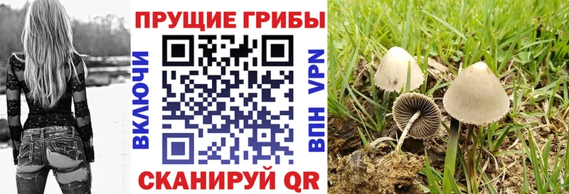 мориарти формула  Кызыл  Галлюциногенные грибы Psilocybe 